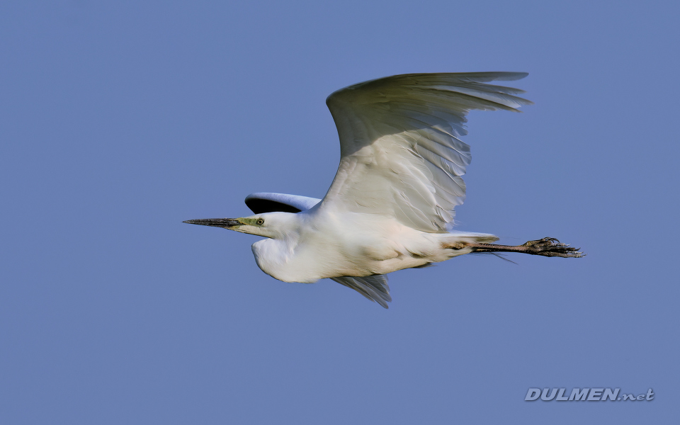 Great white egret (Ardea alba)
